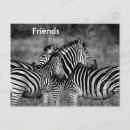 Suche nach und schwarzer zebra postkarten Afrika