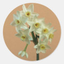 Recherche de narcisse autocollants Floral