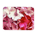 Suche nach hydrangea magnete Pflanze