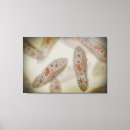 Suche nach eukaryote poster Protozoen
