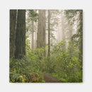 Recherche de rhododendron magnets Arbre