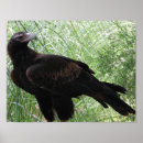 Recherche de aigle posters Prédateur