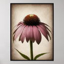 Recherche de belles fleurs posters Botanique