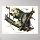 Suche nach opossum poster Didelphis virginiana