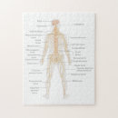 Suche nach körper puzzle Menschlich