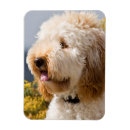 Suche nach labradoodle magnete Kalifornien