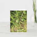 Suche nach zeder postkarten Fotografie