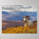 Suche nach widder poster Schafe