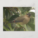 Recherche de oiseaux chanteurs cartes postales Faune