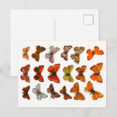 Suche nach vintage insekten postkarten Motte