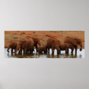 Recherche de for kids photographie Éléphant