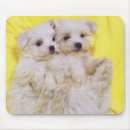 Suche nach zucht mousepads Studioschuß