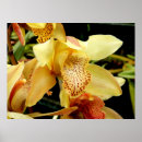 Suche nach exotische orchideen poster Rosa