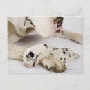 Recherche de arlequin cartes postales Plan studio