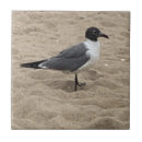 Recherche de mouettes carreaux Photographie