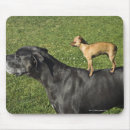 Suche nach deutsche doggen mousepads Hund