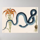 Suche nach geckos poster Reptilien