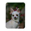 Suche nach schulter magnete Foto