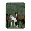 Recherche de mustang magnets Sauvage