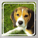 Recherche de beagle art Animaux
