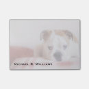 Recherche de taureau photographie Chien