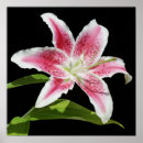 Recherche de stargazer lily posters Fleur