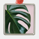 Suche nach monstera ornamente Botanisch
