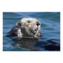 Recherche de loutres posters Aquatique