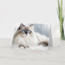 Suche nach fuer karten Katze