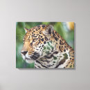 Recherche de faune impressions sur toile Jaguar