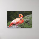 Suche nach rosa vogel leinwandbilder Flamingo