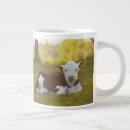 Recherche de veau tasses Photographie