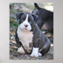 Recherche de bully posters Pitbull