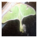 Recherche de ailes papillon posters Vert