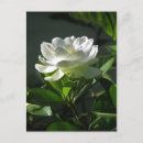 Recherche de gardenia cartes postales Blanc