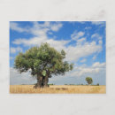 Suche nach olivenbaum postkarten Landschaft