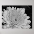 Suche nach chrysanthemen poster Gelb
