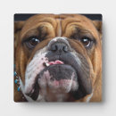 Suche nach englisch fotoplatten Englischer bulldog