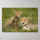 Recherche de jubatus posters Habitat