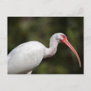 Recherche de ibis cartes postales Nature
