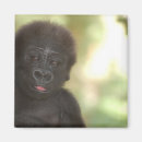 Suche nach gorillas magnete Primate