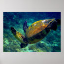 Suche nach hawaii meeresschildkröten poster Hawaiisch