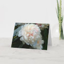 Suche nach peony karten Weißbäuche