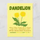 Recherche de fleur de pissenlit cartes postales Pour tous
