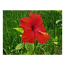Recherche de hibiscus art Voyage