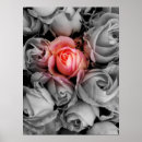 Suche nach orange rose poster Pfirsich