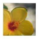 Suche nach gelber hibiskus fliesen Natur