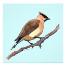 Suche nach zeder waxwing Vögel