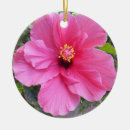 Recherche de ketmie ornements Rose
