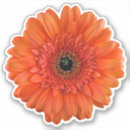 Recherche de marguerite orange de gerbera autocollants Fleur